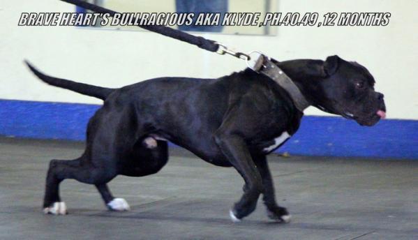 Brave Heart'S Bullragious aka Klyde