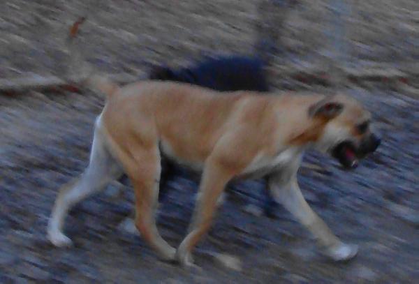 Brave Heart'S Can Believe Shez not Butters