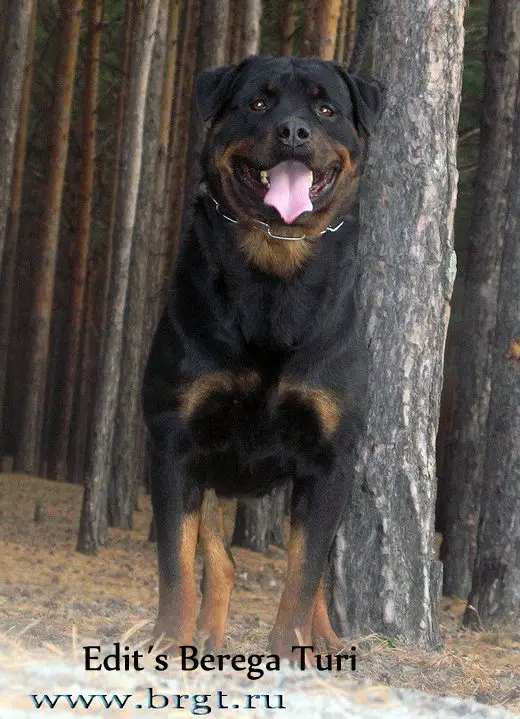Edit's Berega Turi