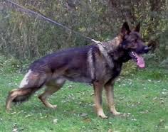 V Wotan vom Haus Pixner