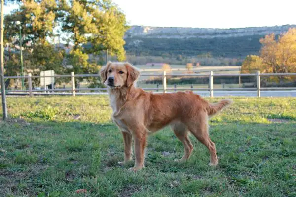 ES CH Canis amicus alma