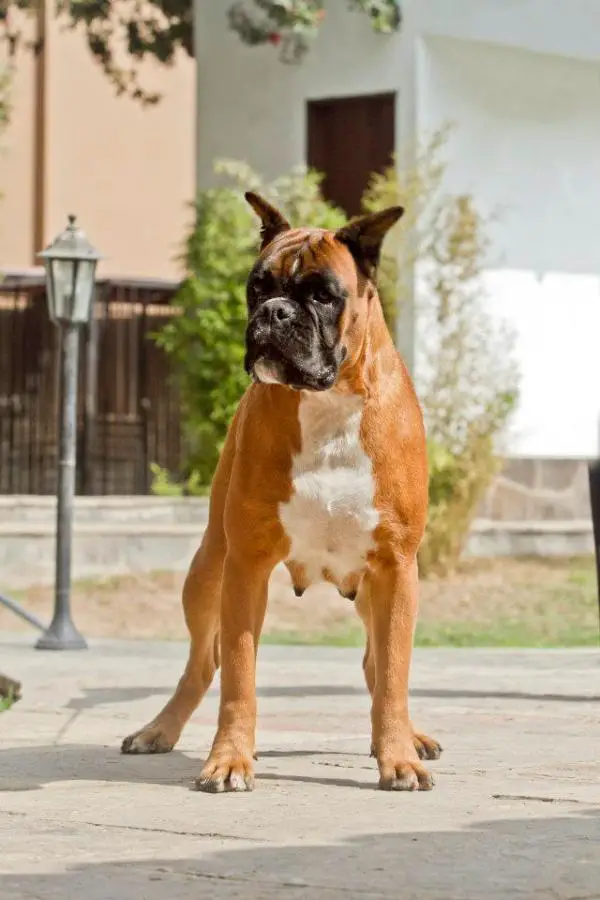 Emerald Willow of Kellaney