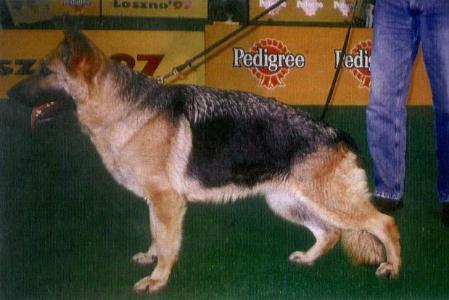 Sabatini von Burg Bismarck