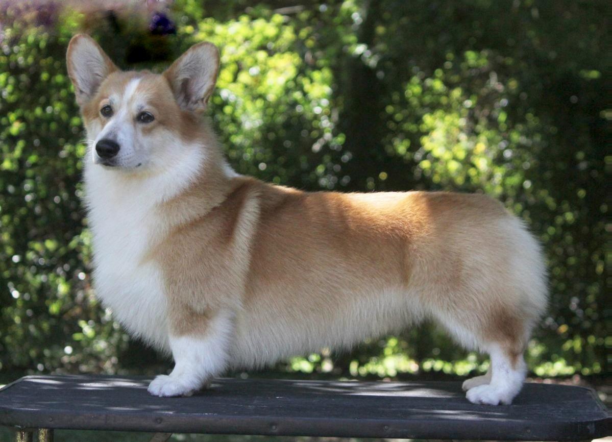 AR CH Alenclaud Cosentino