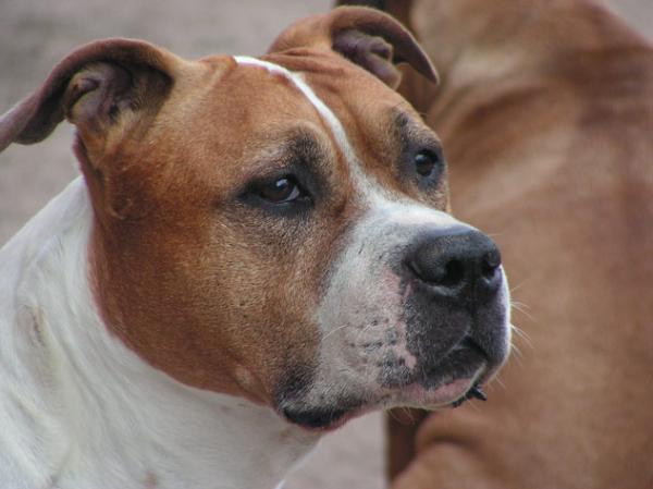 Brain and Beauty von Ronny´s Red Company