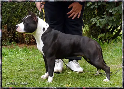 CH Black Molly Kick Power