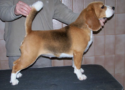 Daragoj Foxy Lady
