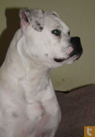 Wildside's Catalina Rose