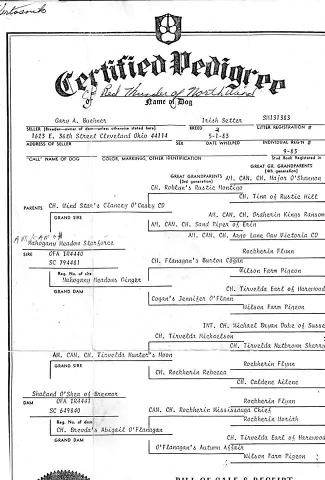 CH Red Thunder Of North-Wind