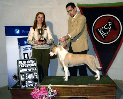 ARG CH D.M. Amstaff Princesa The Sweet Girl