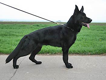 V Lira vom Haus Iris