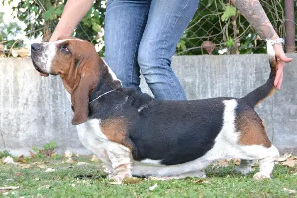 HJCH/HCH The Voice Of Forest Keep It Up