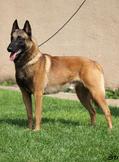 VA,CACIB, CH Belphegor