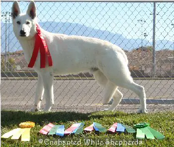 UKC CH Foxhunt's Enchanted Yaschak
