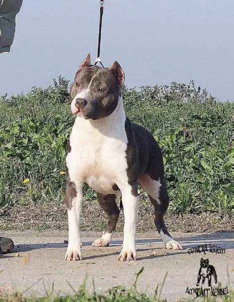 Contra Legem Elegant Blue Viper