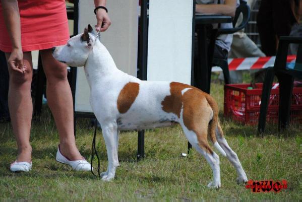 BOS, BOB, BIS PANDA THE ONE of FIANNA TEAM