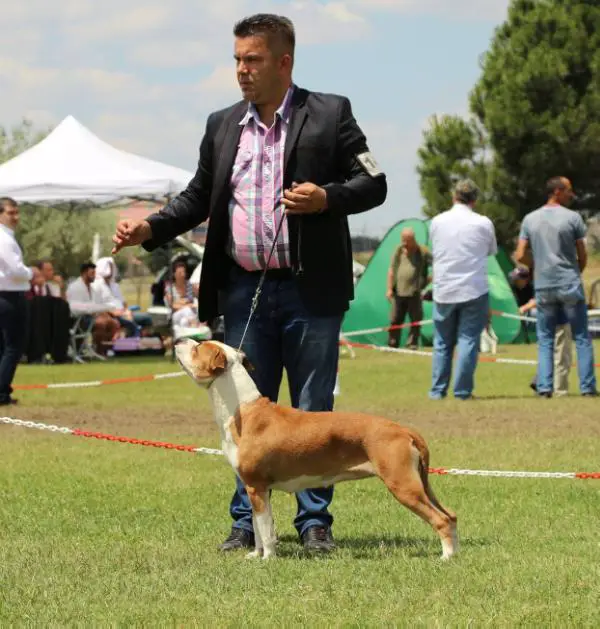 JR.CH MKD,TUR,SWE CH Pride of Macedonia Camasutra