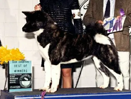 AKC CH Akiko Cricket On The Hearth