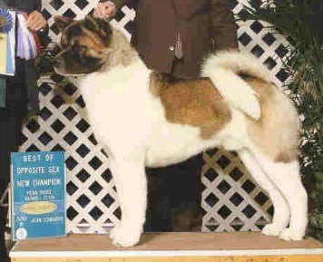 AKC/CAN GCH Nakodo's Canadian Connection