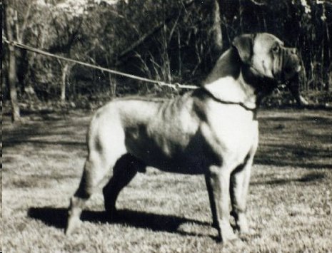 Tailwynde's Devils Advocate