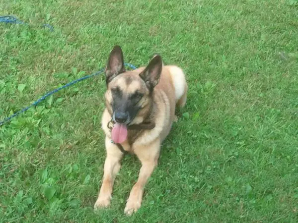 Red of Dillards Working Dogs