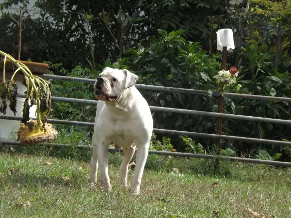 Rhody Bullies Mae West of HOC Bulldogs