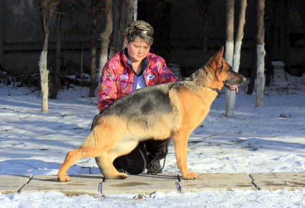 V1(KG)/CH(KG)/CACIB Nonamax Gera Winner