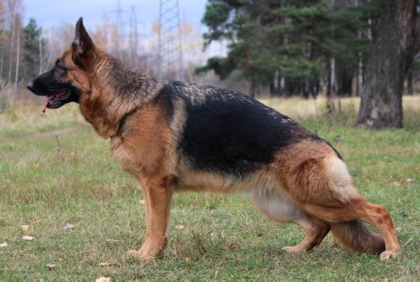 Strong and Soft Zadira