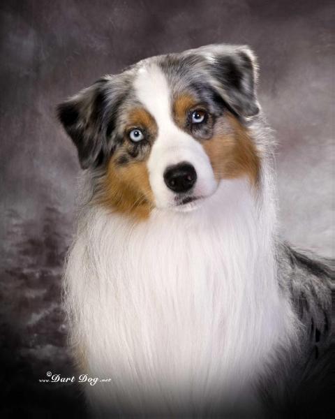 AKC INT CH Melody's Never Ending Fantasia