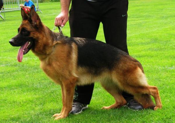 SG 1 HGH BSZS 2013 Urma Splitberg