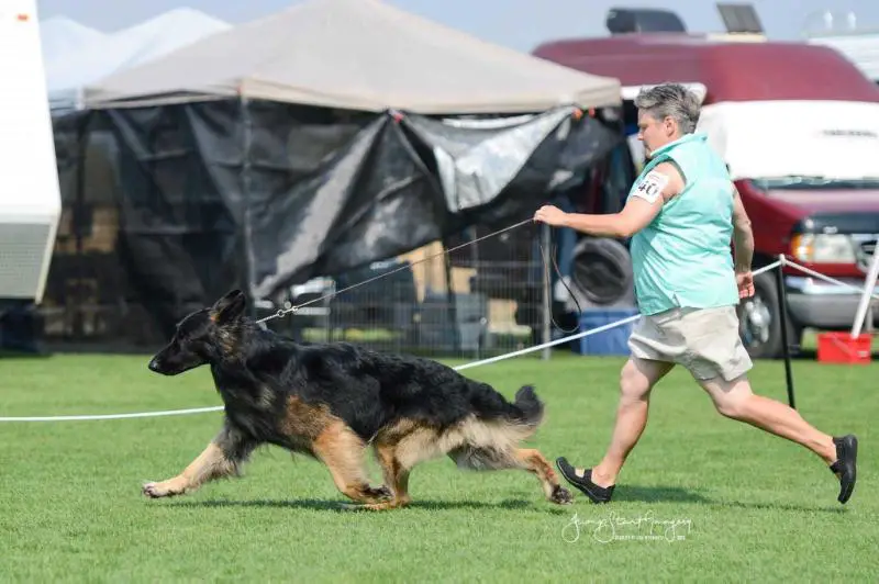 BVISS BVIG BOM/BOF GCH. Chilco's The Fuzz of Sunflower