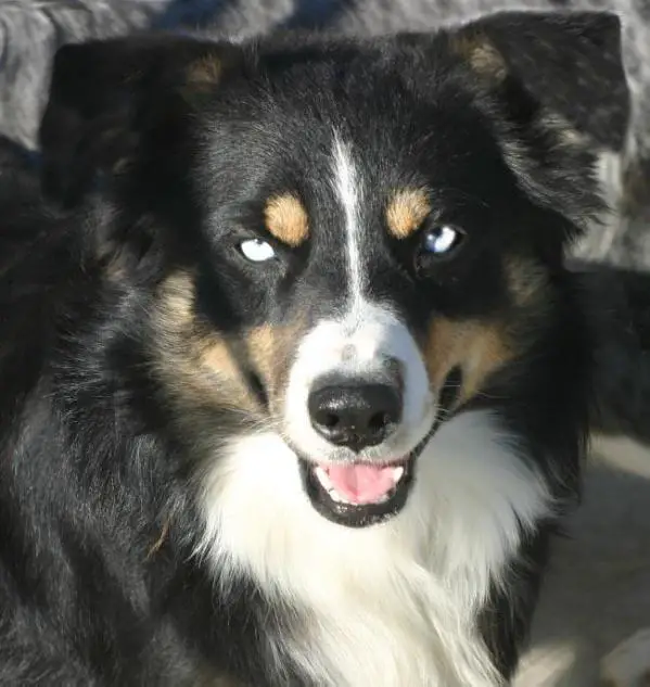 Timberline's Rebel Shurdan Creek