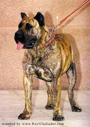 Belmaco de Garehagua