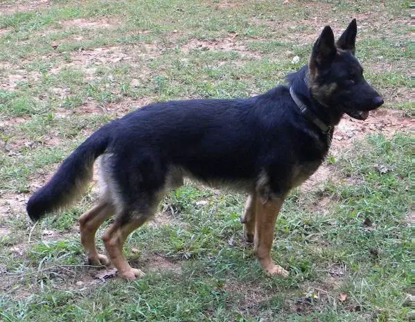 Shadow Von Der Solution