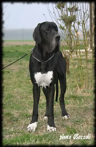 Victor-N del Castello delle Rocche