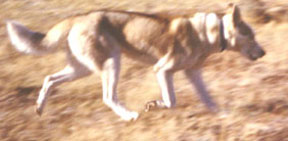 Uelen's Ali Of Seppalta