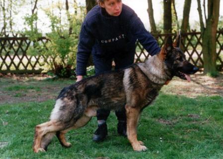 SG Haslan vom alten Felsenkeller