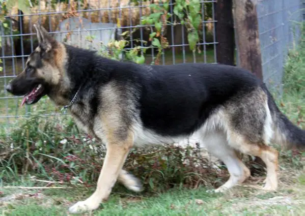 Tina's Queen Reo Sassy Snapper of Eaves