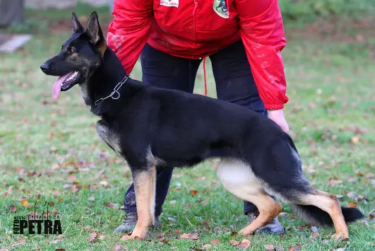 SG Cecilia Frany Greis