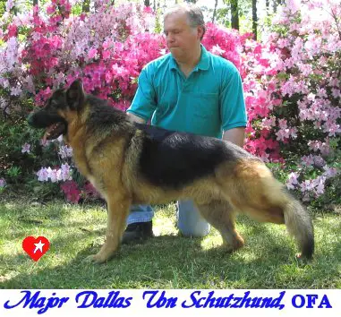 Major Dallas Von Schutzhund