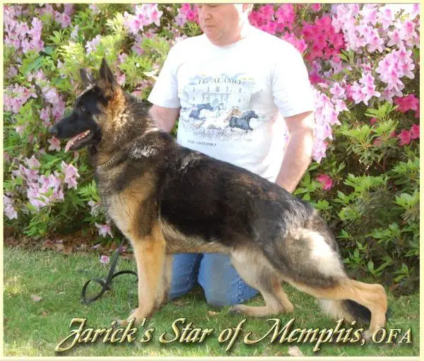 Jarick’s Star of Memphis