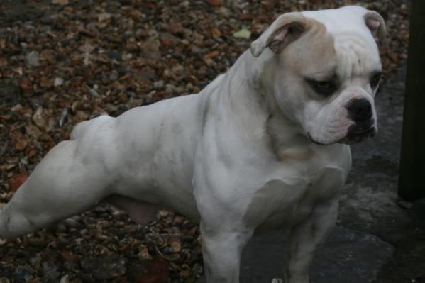 Easterby's Earl Of Easterby