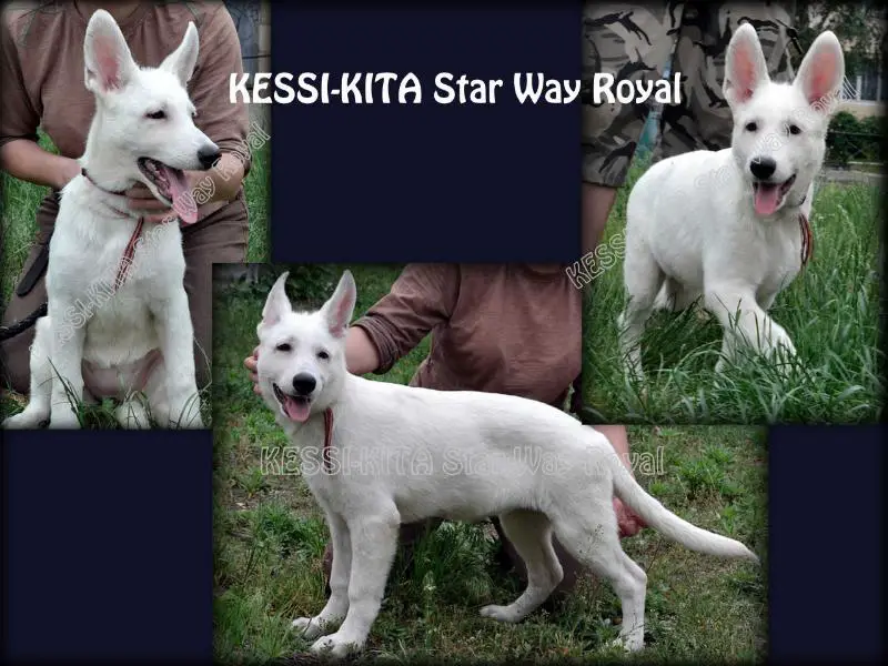 KESSI-KITA Star Way Royal