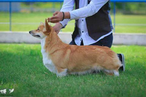 Ginger Wild Rose Kristall Busch