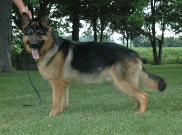 Linus Vom Selten Ruhe