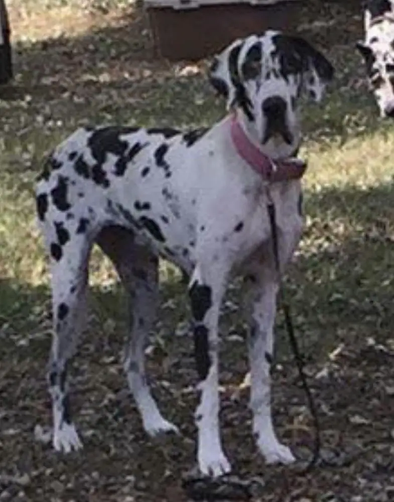 Hd Miss Mia Von ForgeValley