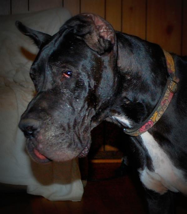 Oliv Danes Beatrisse-Isabelle