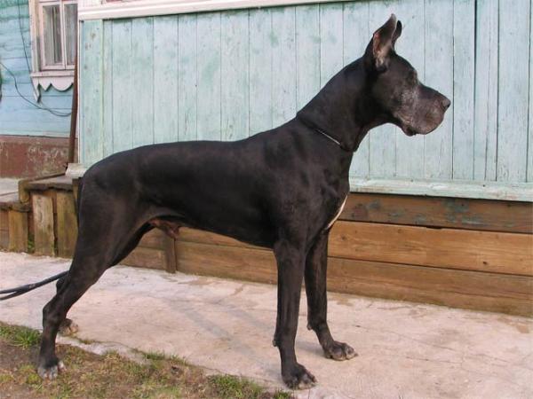 Chernaya Garcia Oxford