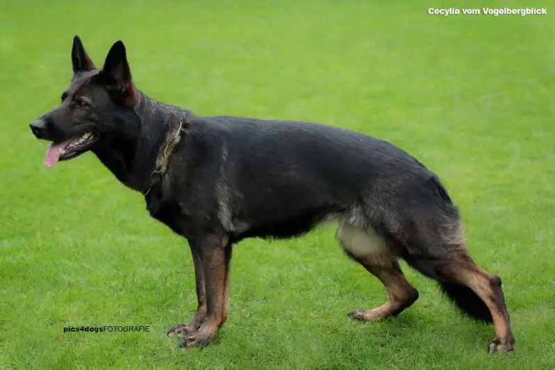 V, (GSDCA Universal Siegerin 2016) Cecylia vom Vogelbergblick