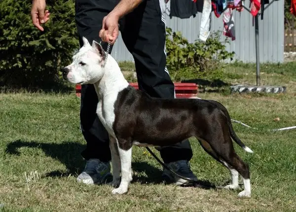 Bonafides Long Step [Dike x Lisa]